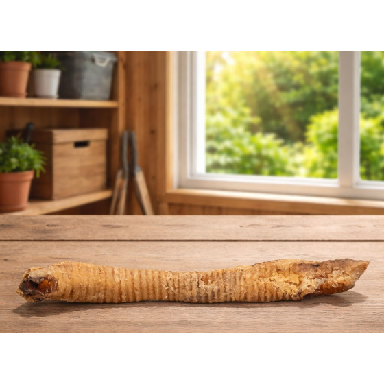 Goat Trachea Tube - Natural...