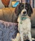 I woof you selection boxes available now